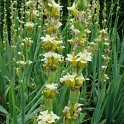 Sisyrinchium striatum fleur